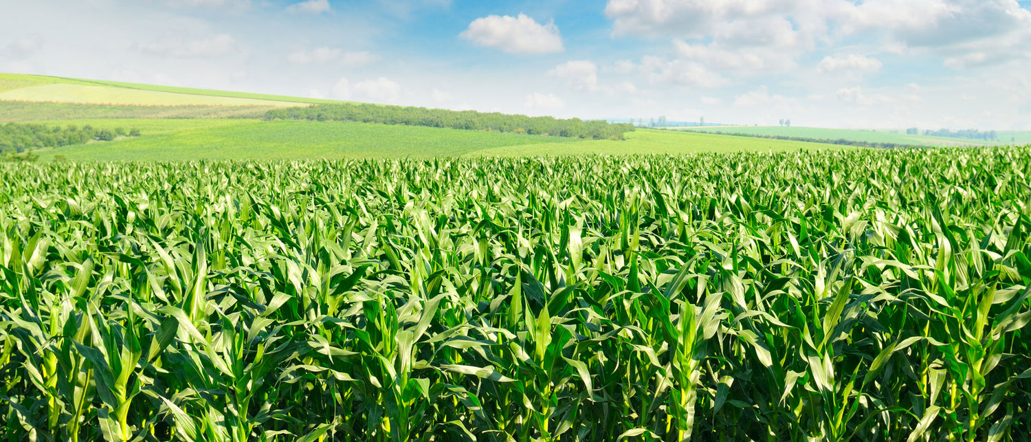 A field of growing corn stalks against a blue sky.