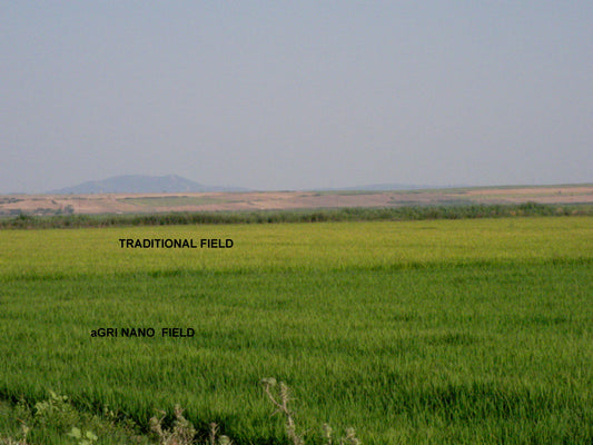 A picture of two fields, one fertilized traditionally and the other with Agri-Nano. The Agri-Nano field is noticeably greener.