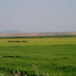 A picture of two fields, one fertilized traditionally and the other with Agri-Nano. The Agri-Nano field is noticeably greener. 