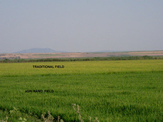 A picture of two fields, one fertilized traditionally and the other with Agri-Nano. The Agri-Nano field is noticeably greener. 
