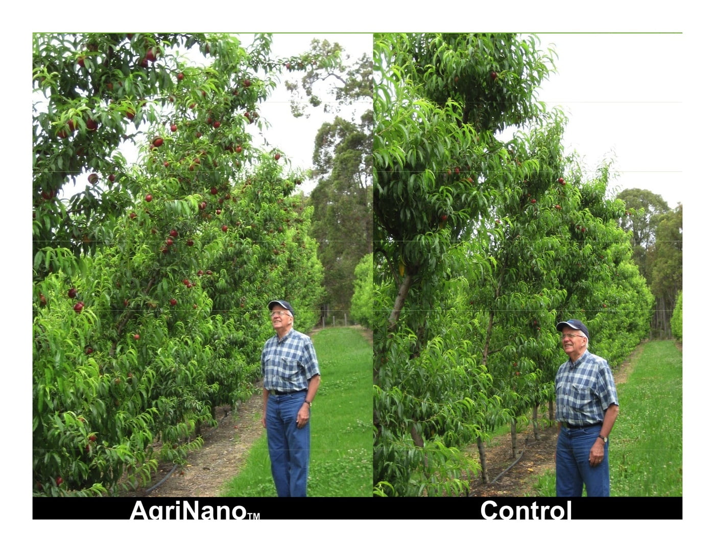 An image showing apple trees treated with AgriNano on the left and traditional treatment on the right. The left is notably larger and more plentiful. 